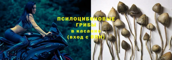 гашик Алексин
